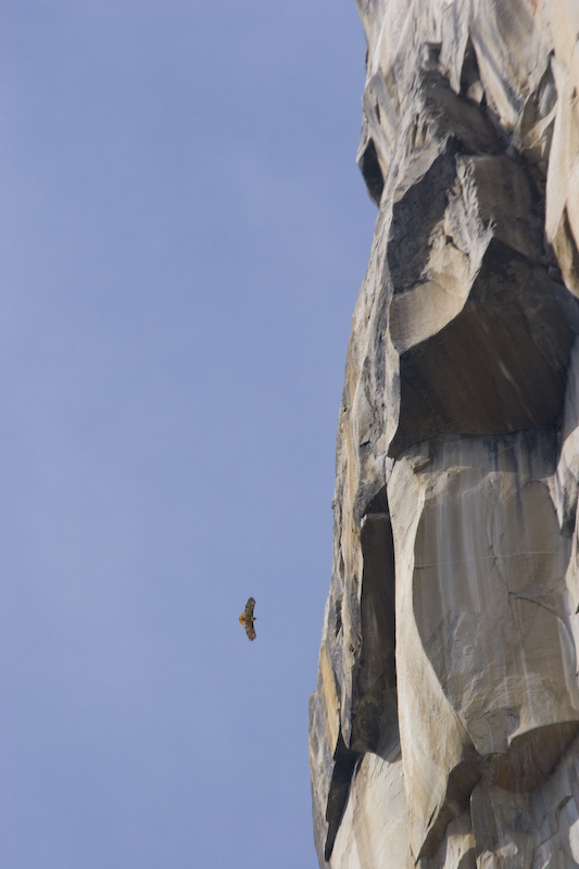 Red-Tailed Hawk And El Capitan